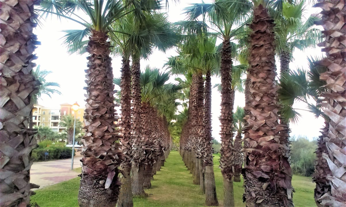 Außenansicht Playacanela Hotel