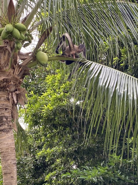 Gartenanlage Hotel Riu Playacar