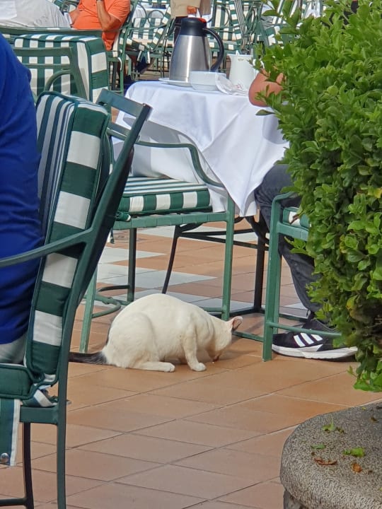 Sonstiges Hotel Riu Palace Maspalomas Adults Only