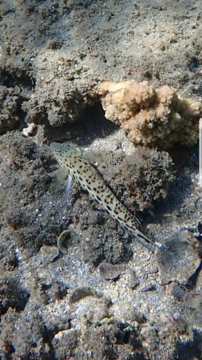 Sport & Freizeit Shams Alam Beach Resort