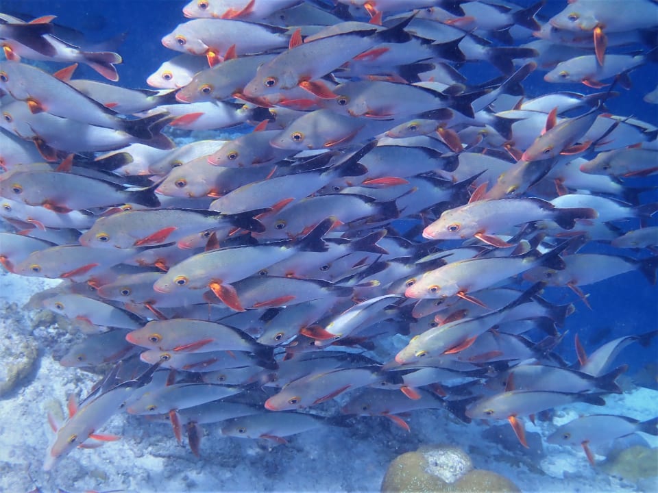 Sport & Freizeit NH Collection Maldives Reethi Resort