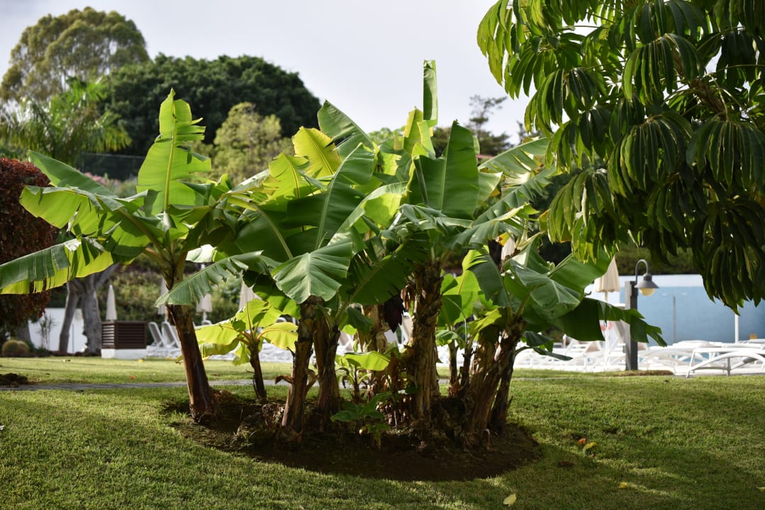 Gartenanlage TRH Taoro Garden
