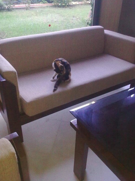 Katzen überall Seaden Corolla Hotel