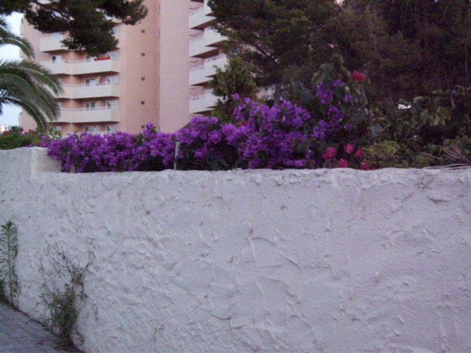 Blumenpracht im Garten Grupotel Orient