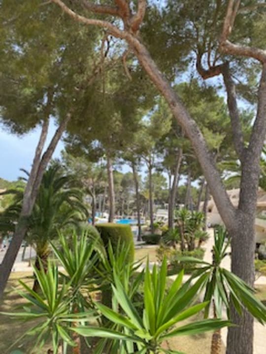 Gartenanlage Iberostar Waves Pinos Park