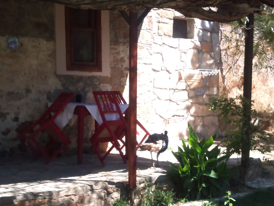 Zimmer frontal Hotel Aral Tatil Ciftligi