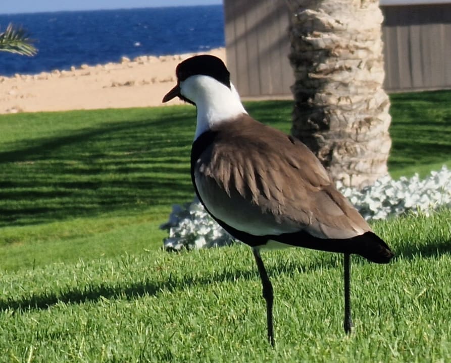Sonstiges Steigenberger Resort Alaya Marsa Alam - Red Sea - Adults only