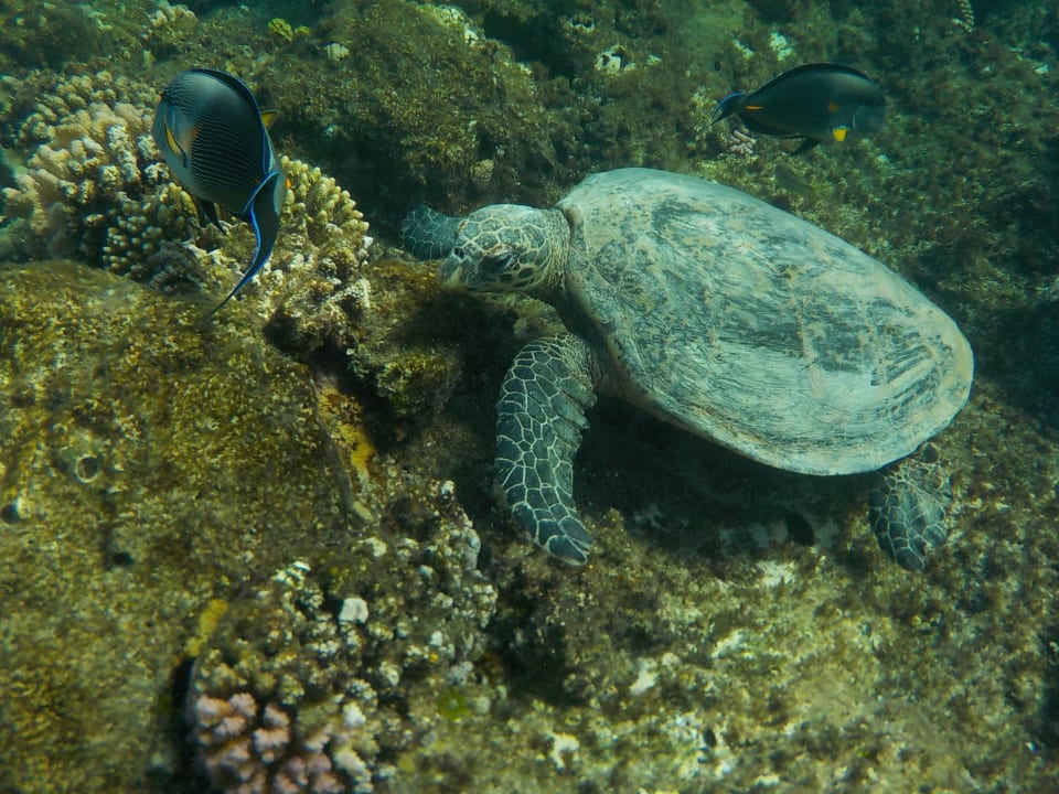 Strand Casa Mare Resort