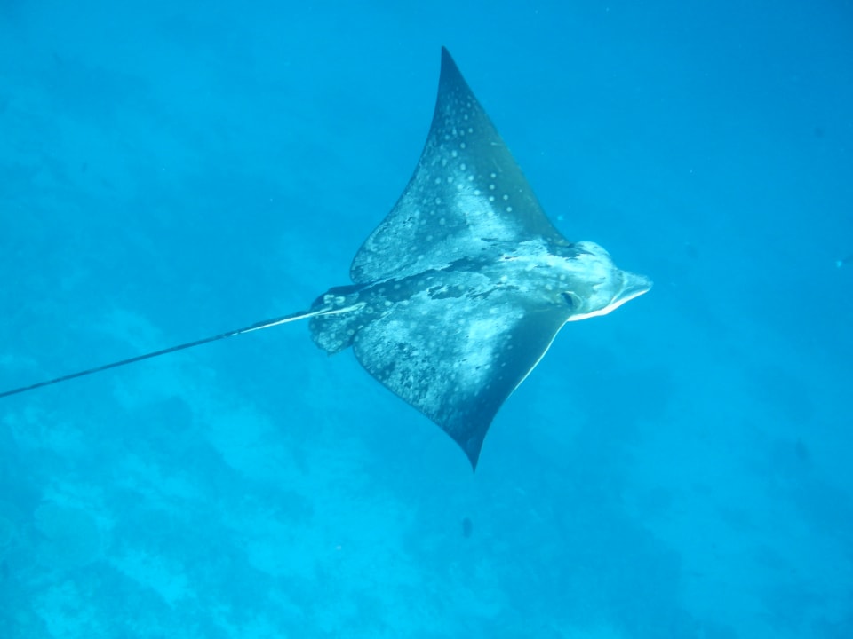 Sport & Freizeit NH Collection Maldives Havodda Resort