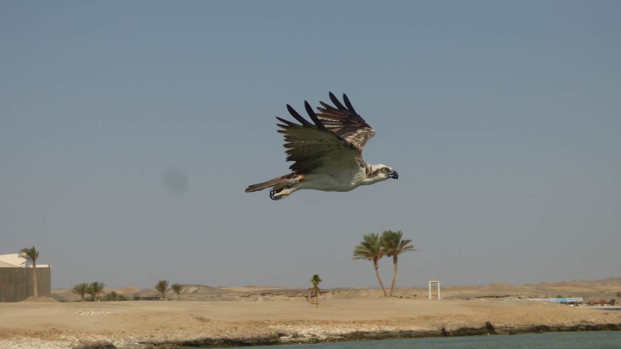 Gartenanlage Malikia Resort Abu Dabbab
