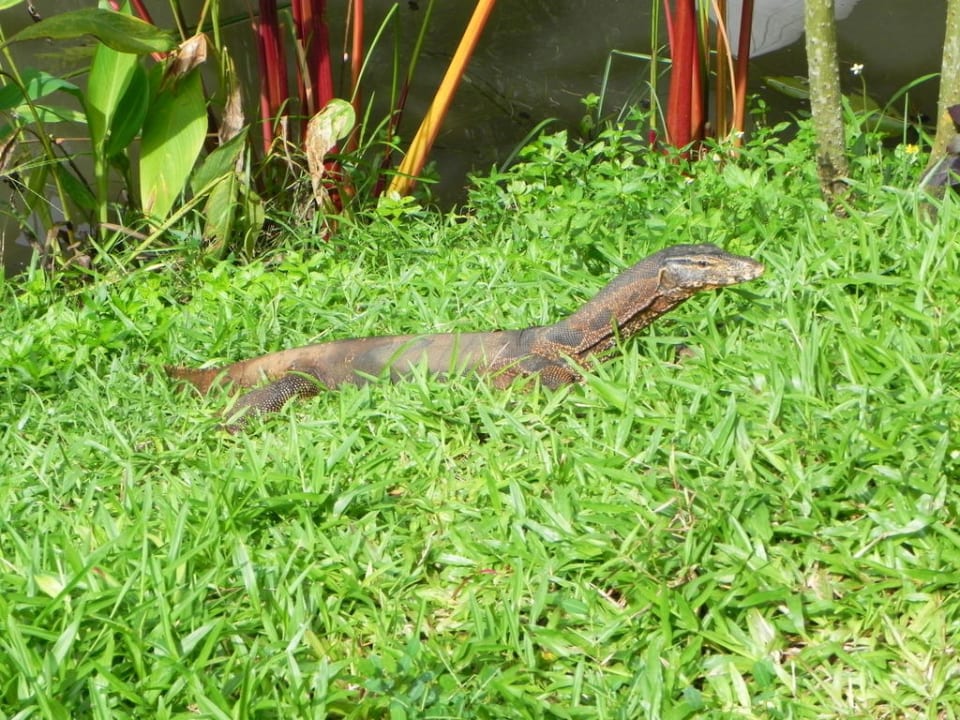 Waran beim Restaurant Moracea by Khao Lak Resort