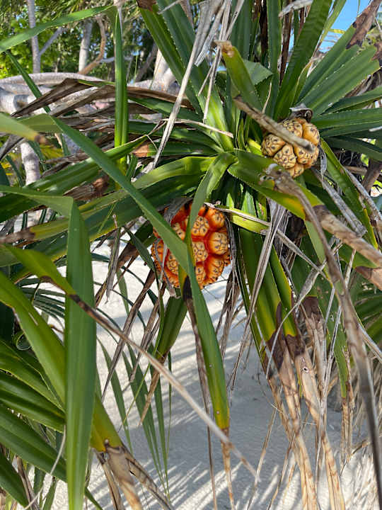 Strand Filitheyo Island Resort