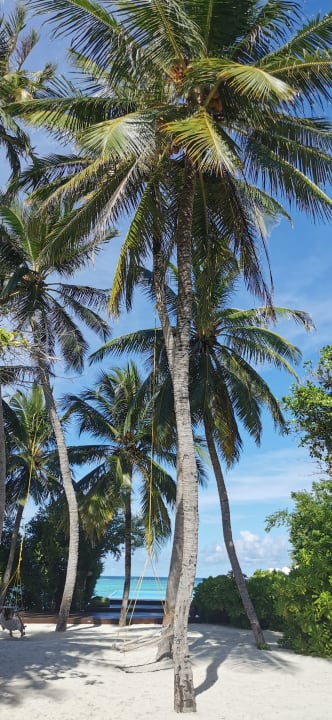 Gartenanlage Summer Island Maldives