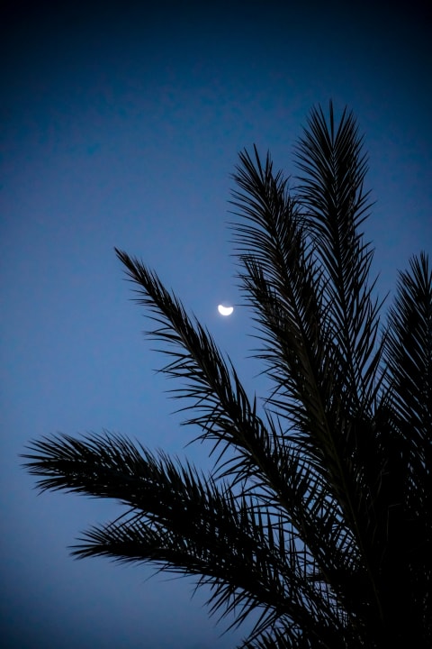 Gartenanlage Sentido Akassia Beach