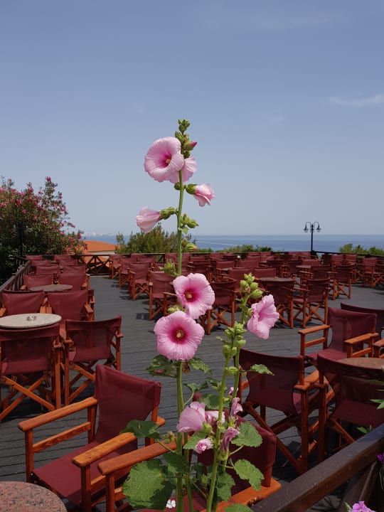 Safari Bar Hotel Kalithea Horizon Royal