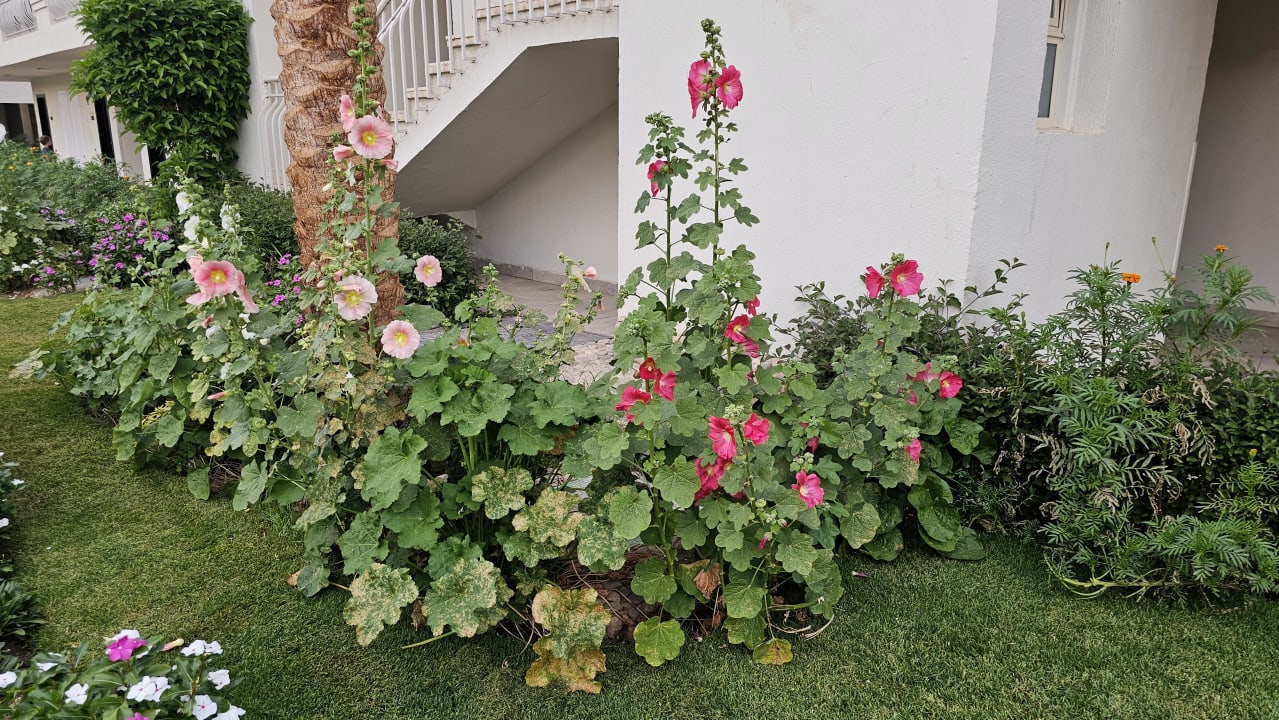 Gartenanlage Amarina Abu Soma Resort & Aquapark