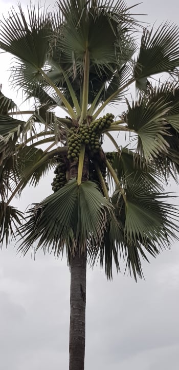 Gartenanlage TUI BLUE Tamala