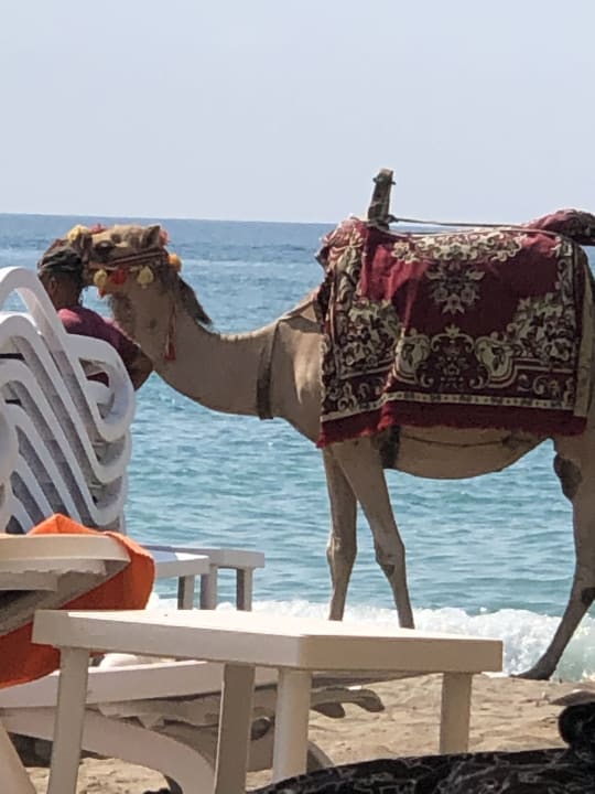 Strand Orange County Belek - Family Concept