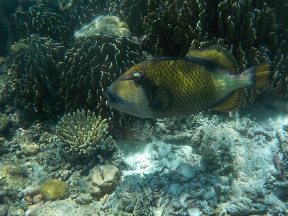 Drückerfisch der zu den gefährlichen Fischen zählt  Fihalhohi Maldives