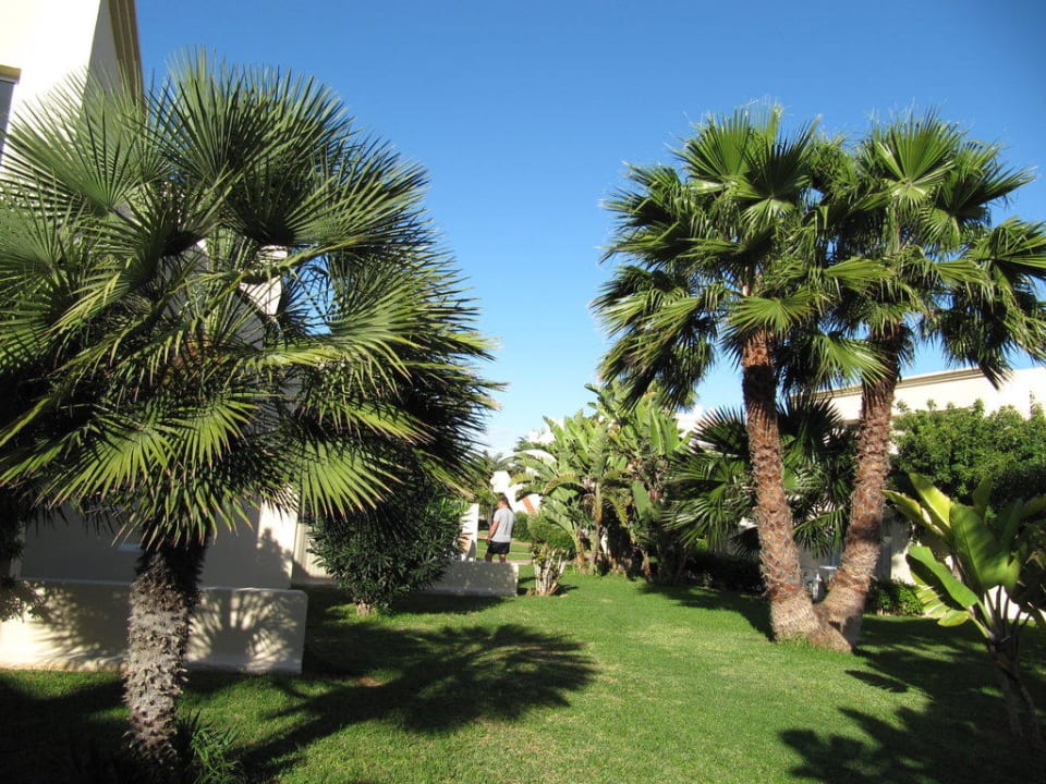 Palmen zwischen Bungalows Hotel Riu Oliva Beach Resort