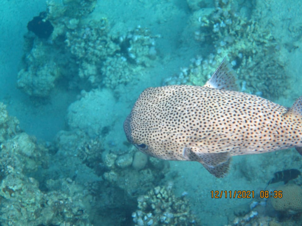 Sport & Freizeit Cleopatra Luxury Resort Makadi Bay