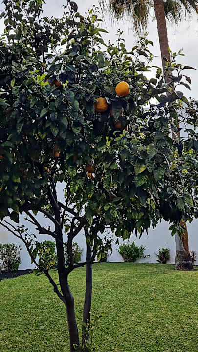 Gartenanlage Hotel Riu Paraiso Lanzarote
