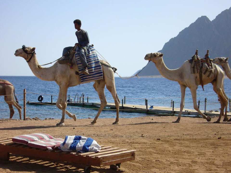 Kamele am Steg Happy Life Village