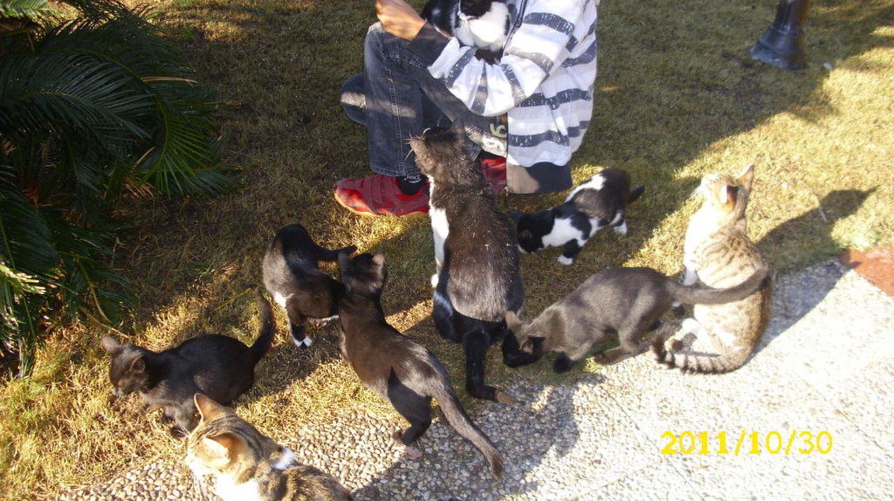 Kleine Haustiere Voyage Belek Golf & Spa