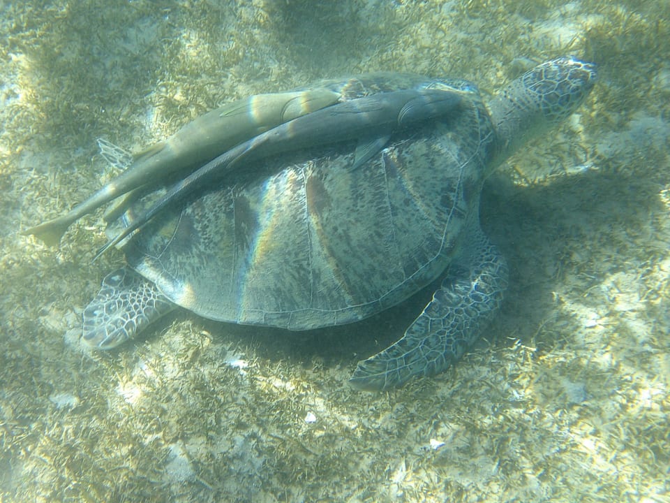 Sport & Freizeit Amarina Abu Soma Resort & Aquapark