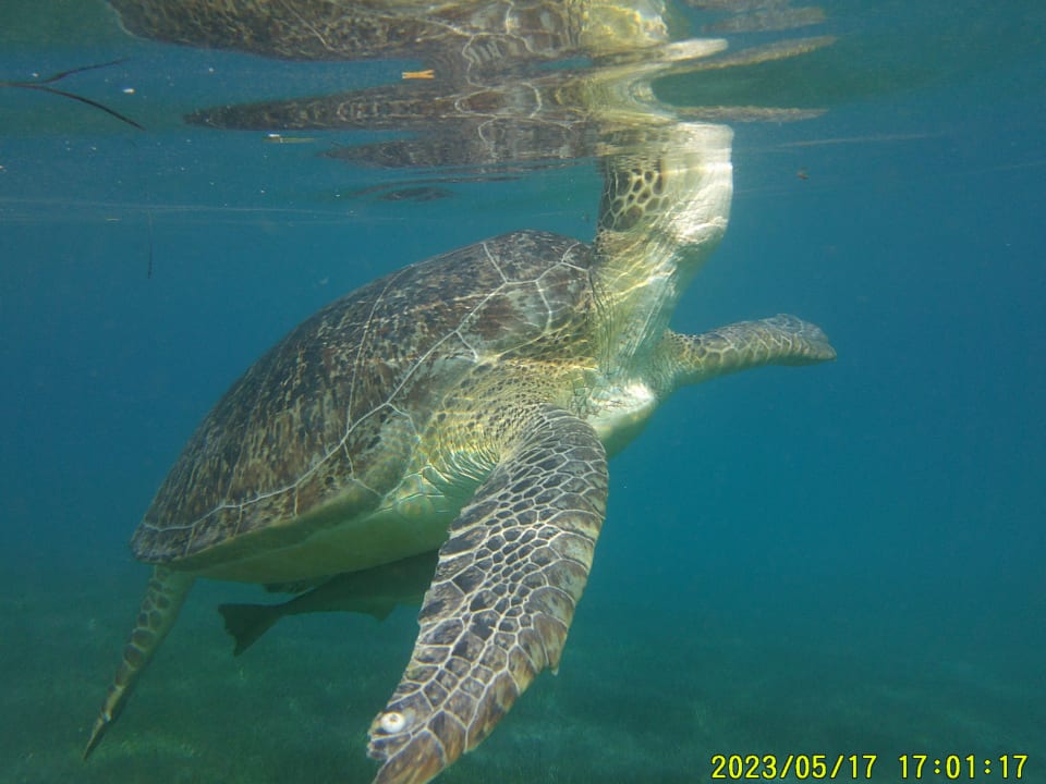 Sport & Freizeit Shams Prestige Abu Soma-Adults Only