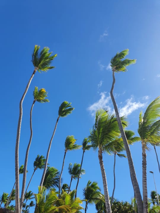 Ausblick Hotel Grand Palladium Palace Resort, Spa & Casino