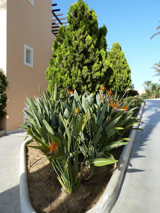 Strelitzien in voller Blüte Hotel Horizon Beach Resort