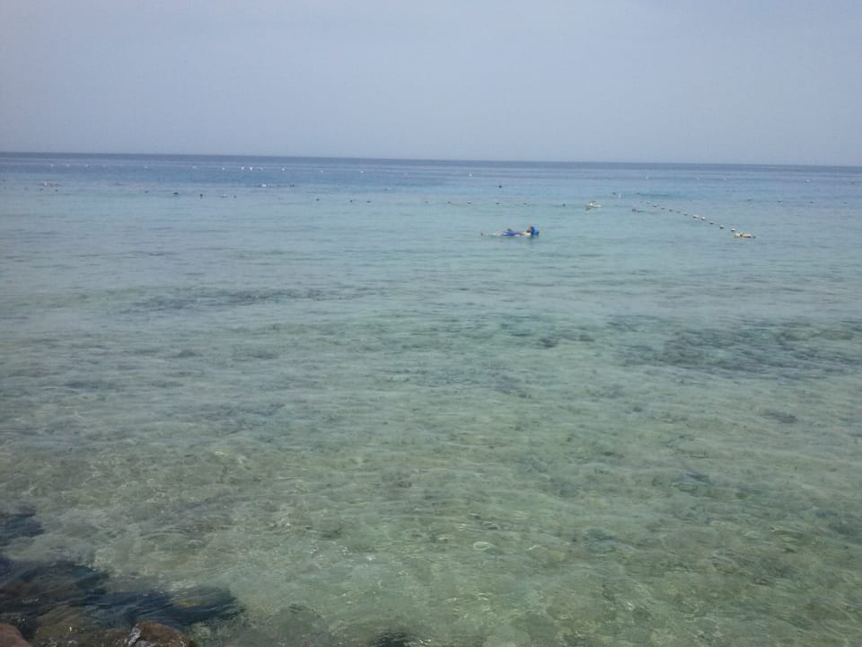 Warmes klares Wasser und tolles Riff Grand Makadi