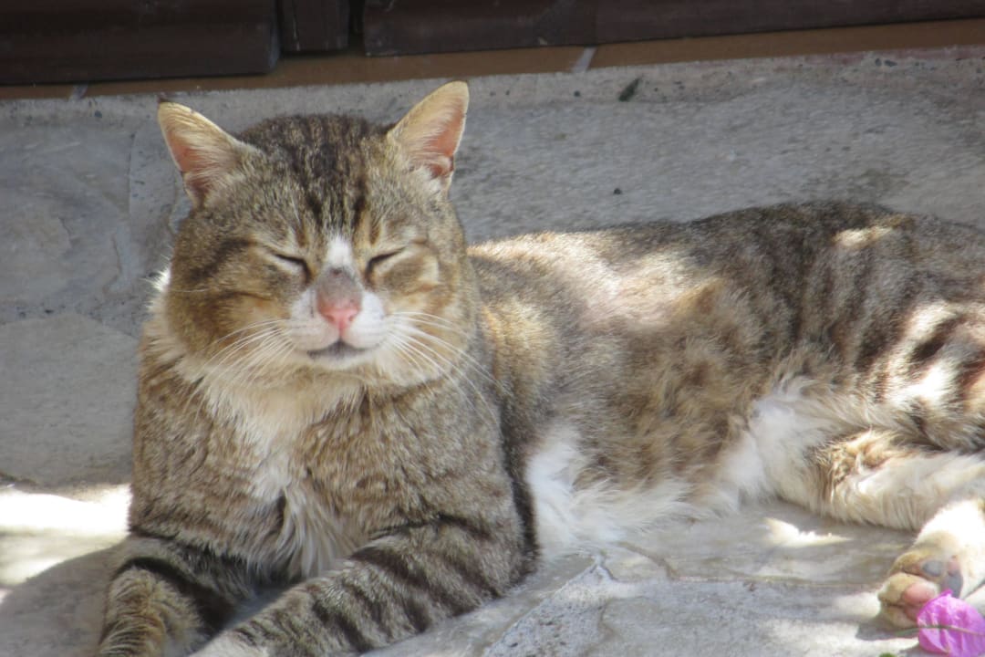 Katzenbesuch auf der Terrasse Koutsounari Traditional Cottages
