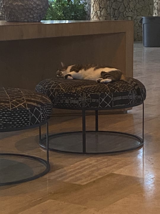 Sonstiges Hotel Viva Dominicus Beach by Wyndham - All Inclusive Resort