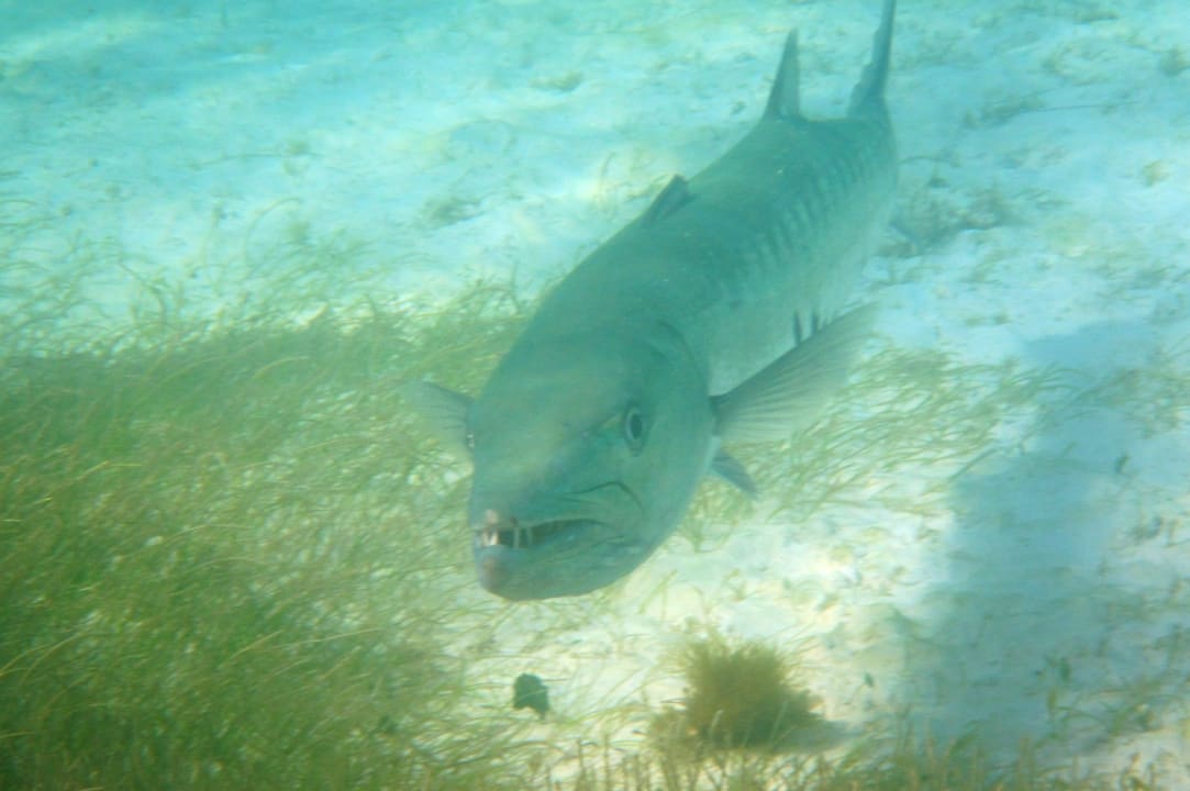 Sport & Freizeit Akumal Bay Beach & Wellness Resort