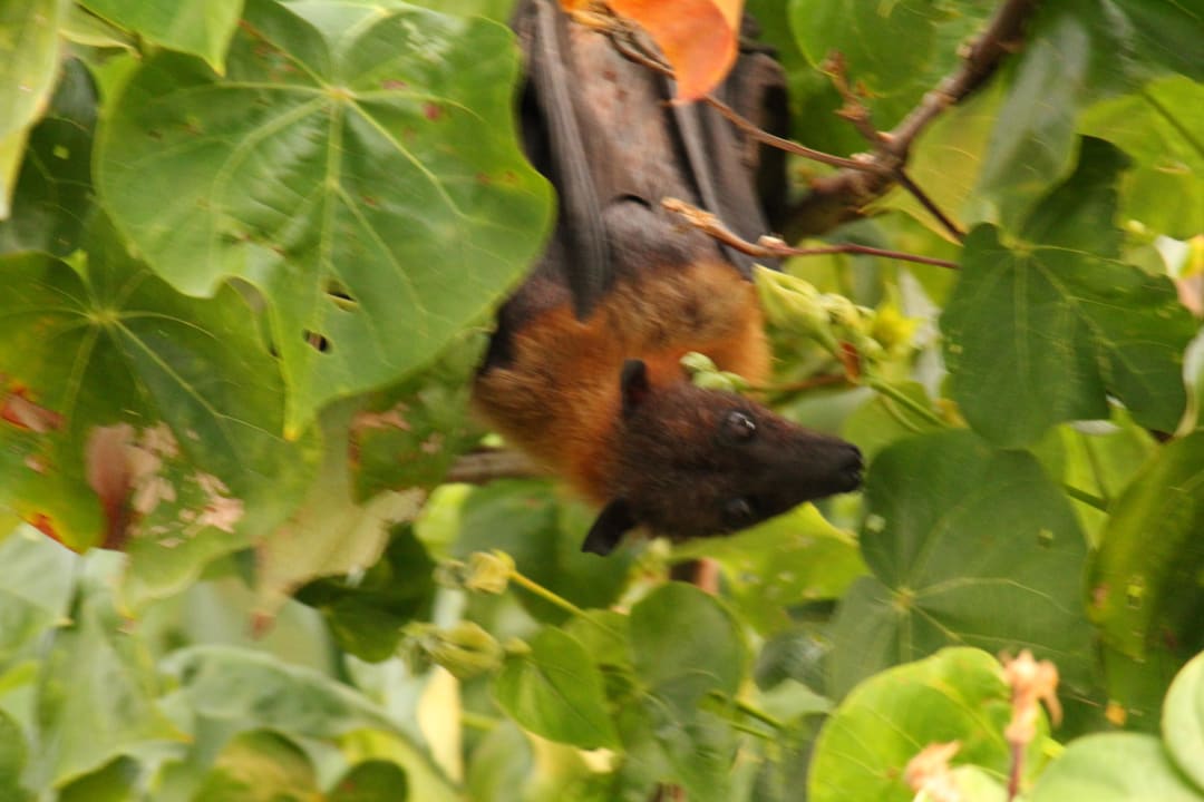Die Flughunde sind wirklich süß Kuramathi Maldives