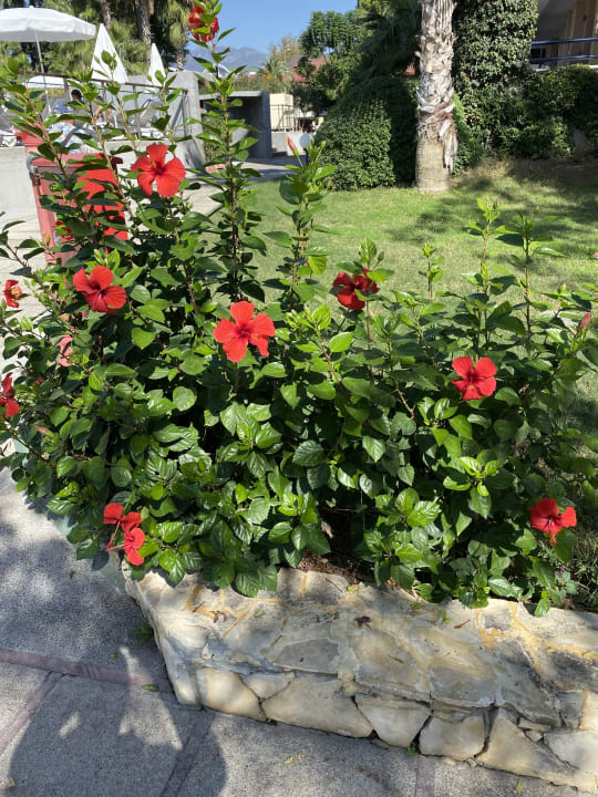 Gartenanlage Labranda Alantur Resort