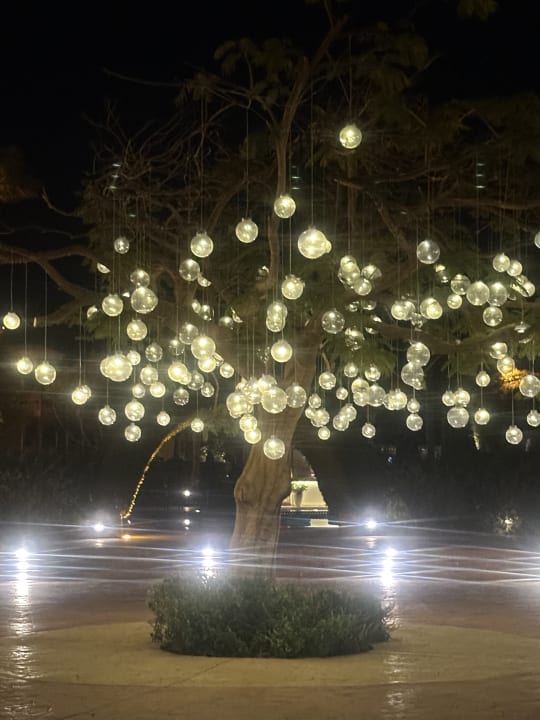 Gartenanlage Desert Rose