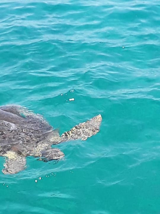 Strand The Grand Hotel Hurghada