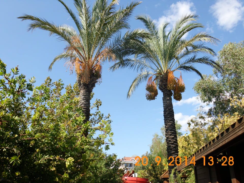 Dattelpalmen Trendy Aspendos Beach Hotel