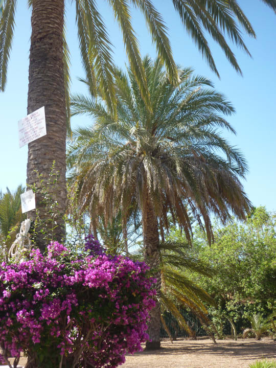 Gartenanlage HL Miraflor Suites Hotel