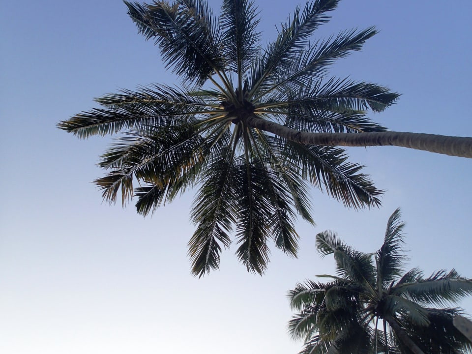 Palme über der Dusche Kuramathi Maldives