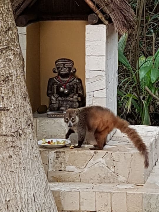 Sonstiges TUI BLUE El Dorado Seaside Suites