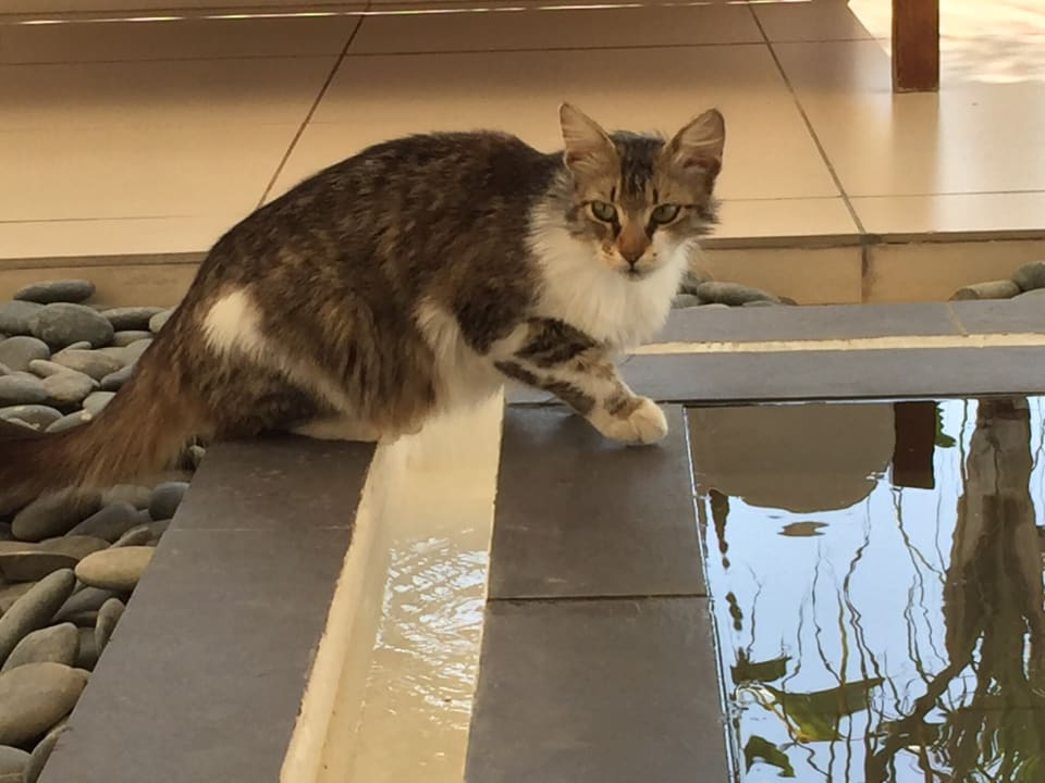 Sonstiges Napa Mermaid Hotel & Suites