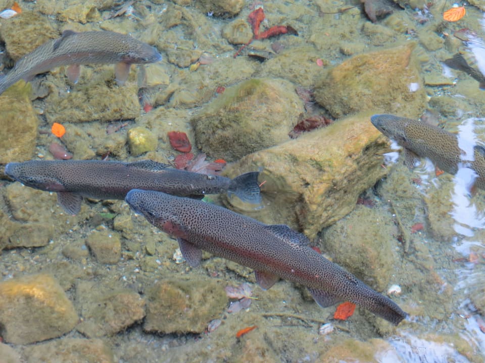 Frischer Fisch Hotel Am Badersee
