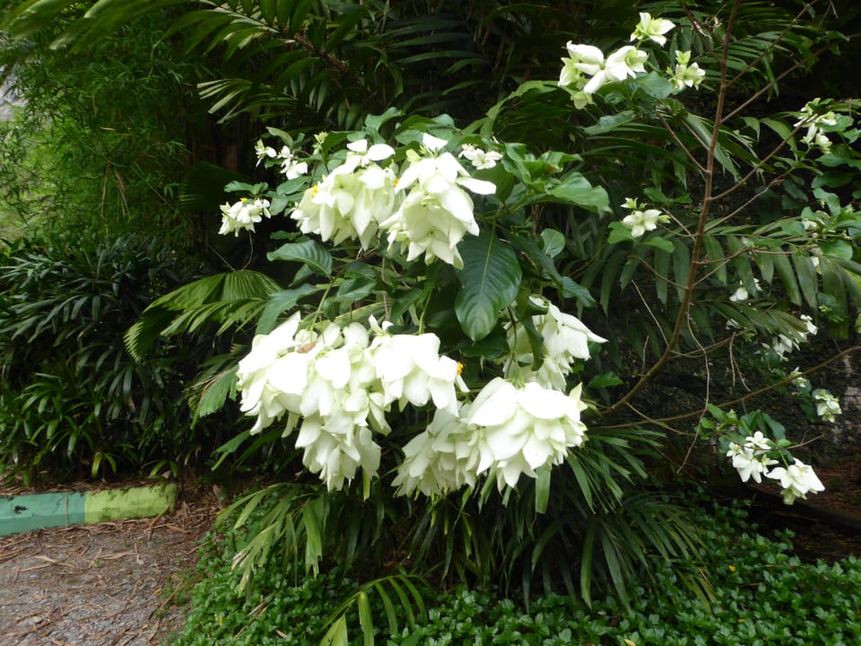 Blüten Hotel Belum Rainforest Resort