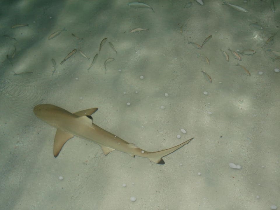Baby-Schwarzspitzenriffhai abends am Bootssteg Kuramathi Maldives