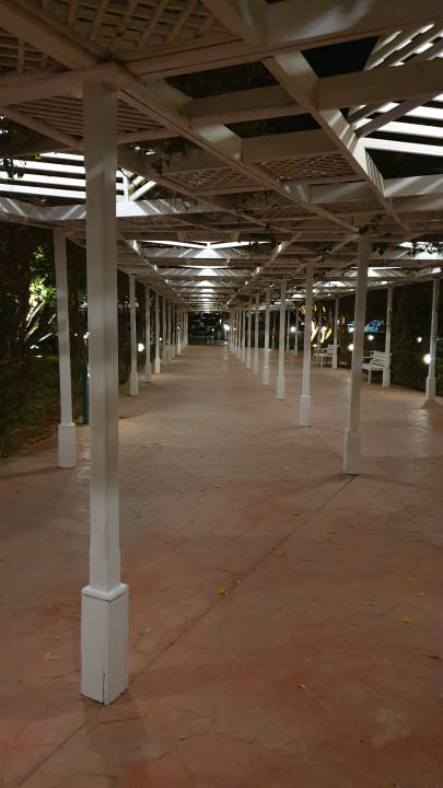 Sonstiges Desert Rose