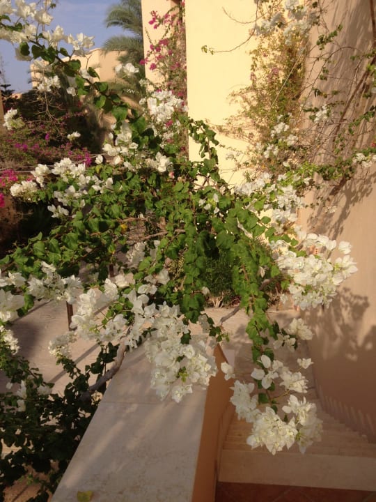 Tolle Blumen Steigenberger Coraya Beach - Adults only